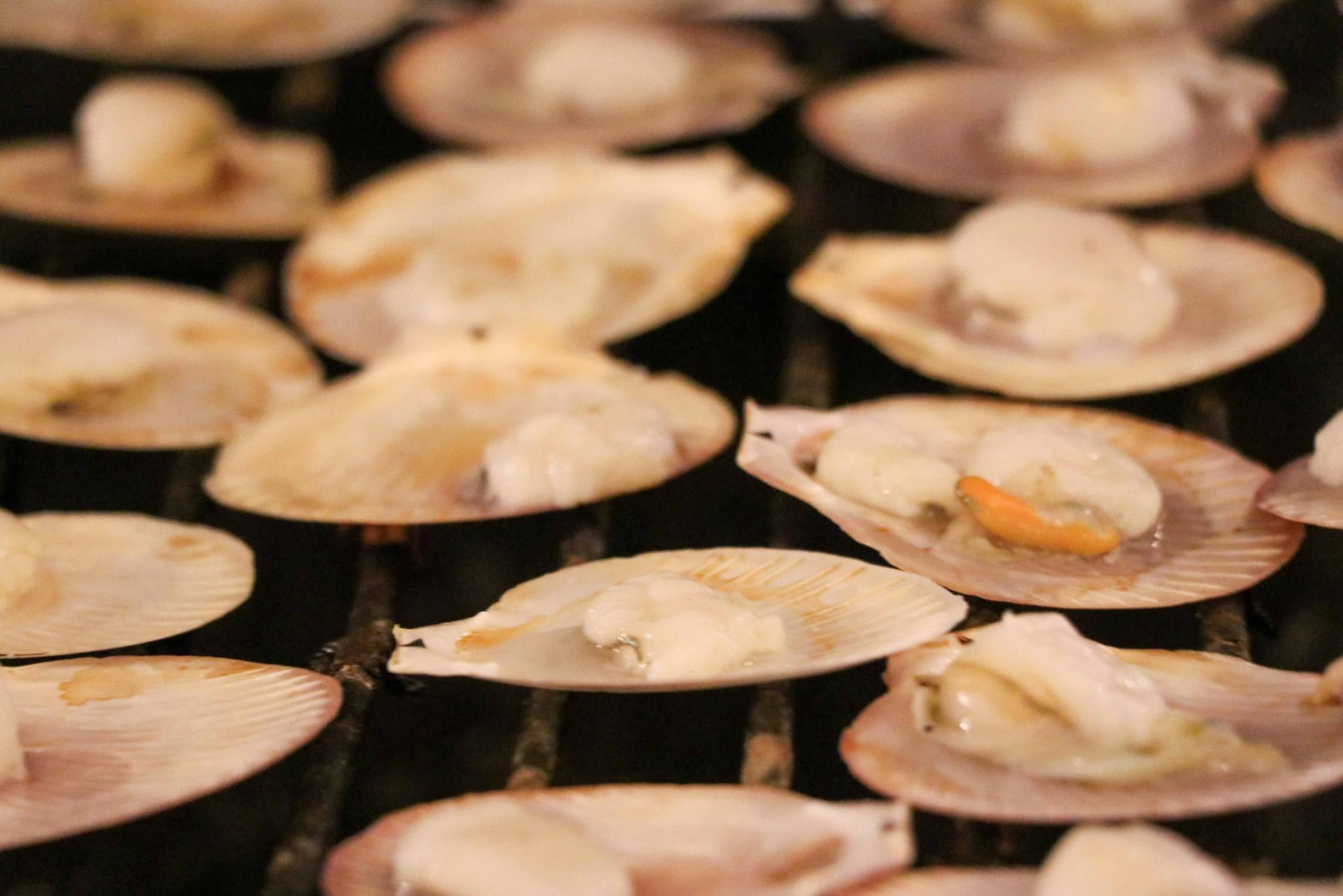 Fresh scallops grilling on the half shell over charcoal
